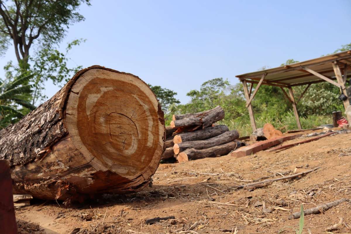 Bolivia: invasores llegan hasta el corazón de la Reserva Municipal de San Rafael y tumban el bosque