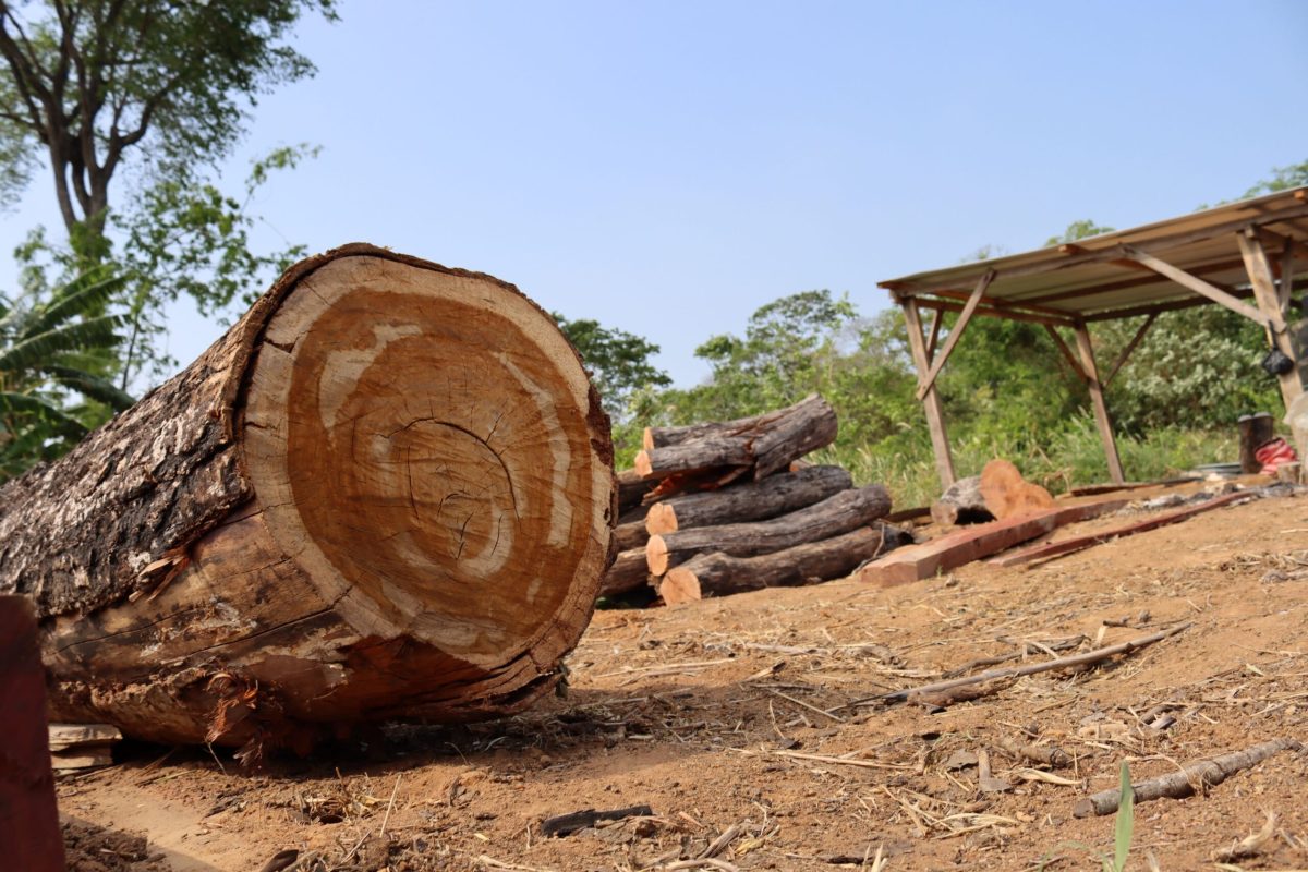 Bolivia: invasores llegan hasta el corazón de la Reserva Municipal de San Rafael y tumban el bosque