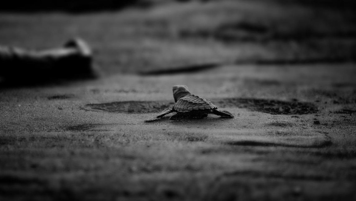 Tumaco: Fundación Free Divers, jóvenes que protegen tortugas marinas