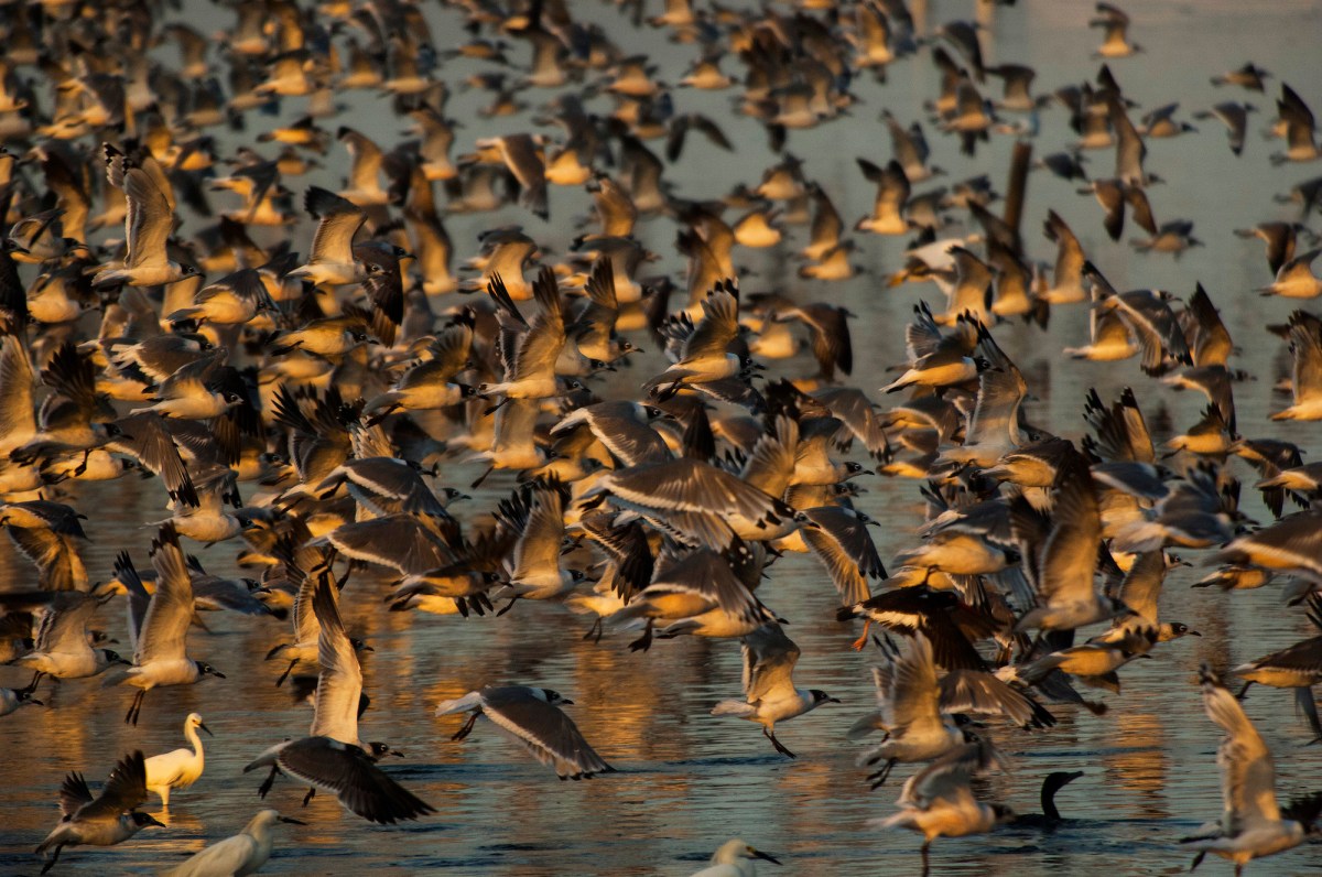 Sector pesquero industrial del Perú busca operar dentro de Reserva Nacional de Paracas, expertos advierten graves riesgos