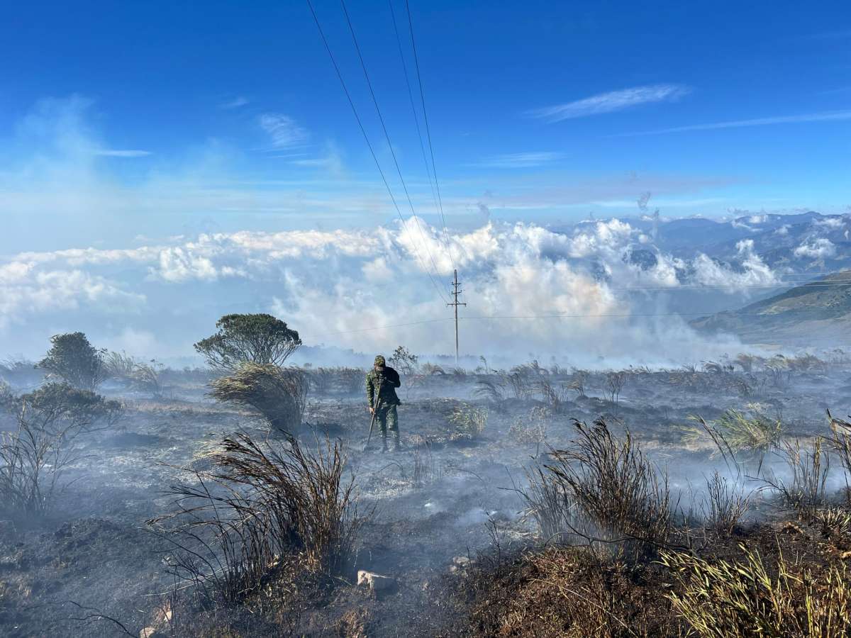 La polémica que llega después de los incendios: ¿reforestar o restaurar?