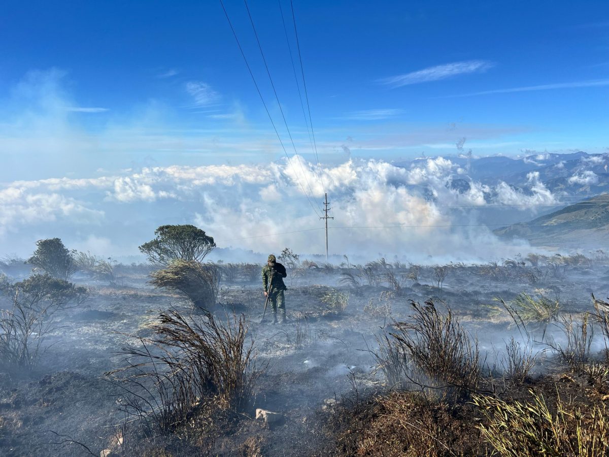 La polémica que llega después de los incendios: ¿reforestar o restaurar?
