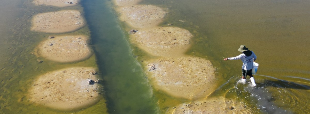 Renaciendo en el mar: pescadores y científicos recuperan manglares amenazados en Baja California Sur, México
