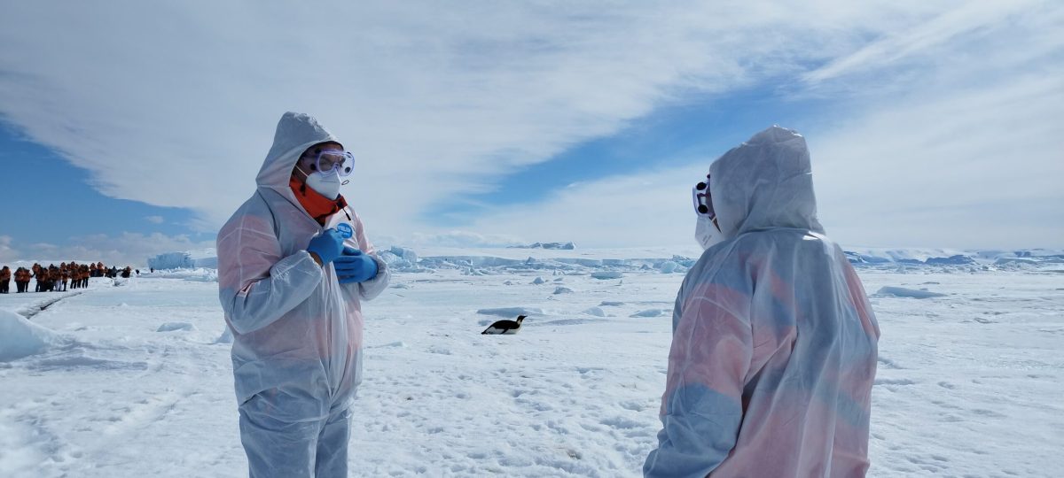 Expedición científica a la Antártida reporta casos positivos de gripe aviar en aves marinas