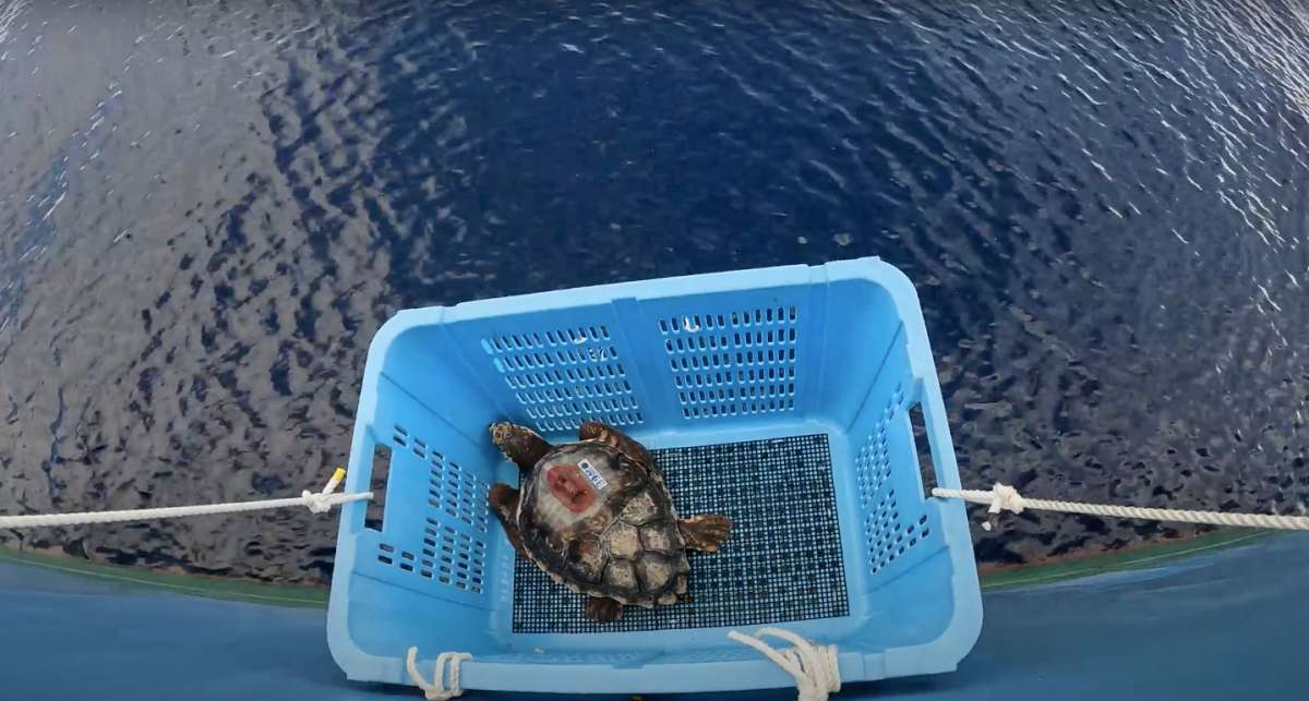 La épica travesía de las tortugas caguama: científicos buscan descifrar el viaje que empieza en Japón y llega a Norteamérica