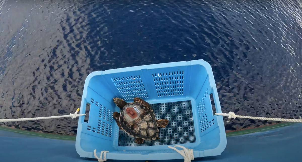 La épica travesía de las tortugas caguama: científicos buscan descifrar el viaje que empieza en Japón y llega a Norteamérica