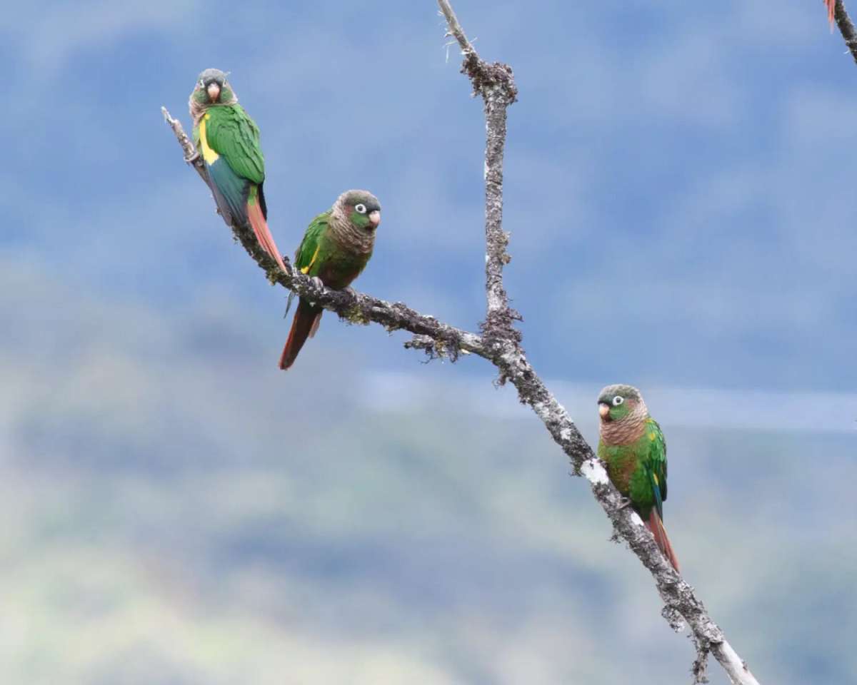 Esperanza para la conservación: nacen tres periquitos aliamarillos fuera de su hábitat