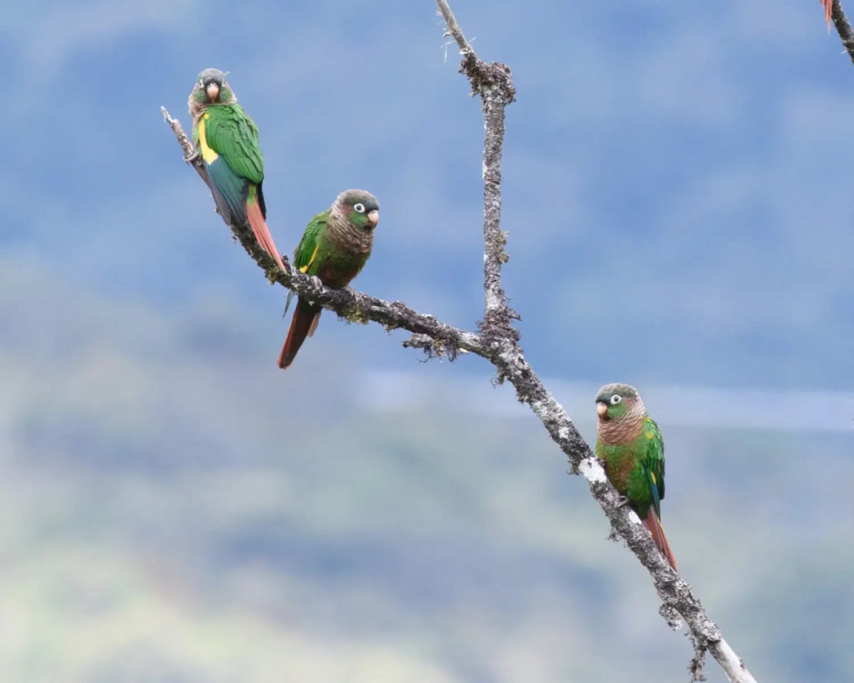 Esperanza para la conservación: nacen tres periquitos aliamarillos fuera de su hábitat