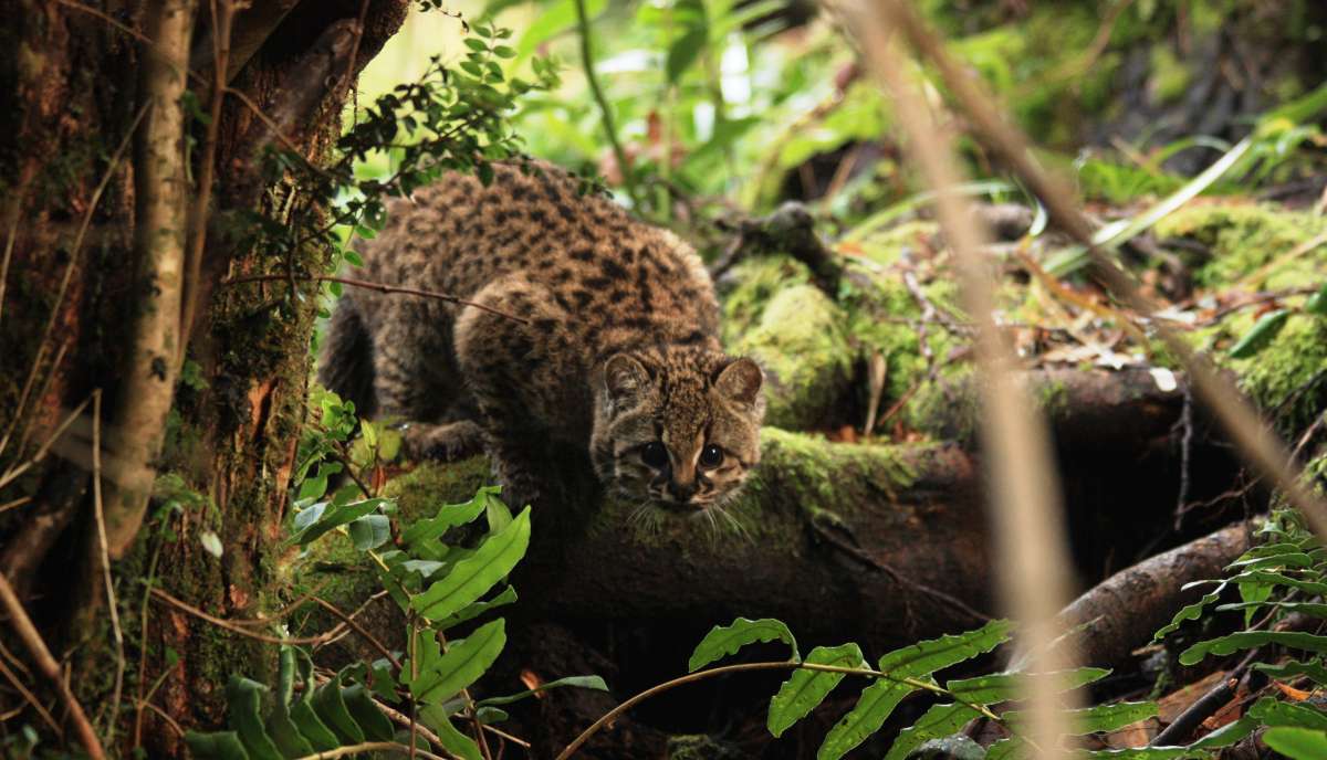 #ExpedicionesCientíficas | Los misterios del gato huiña en Argentina