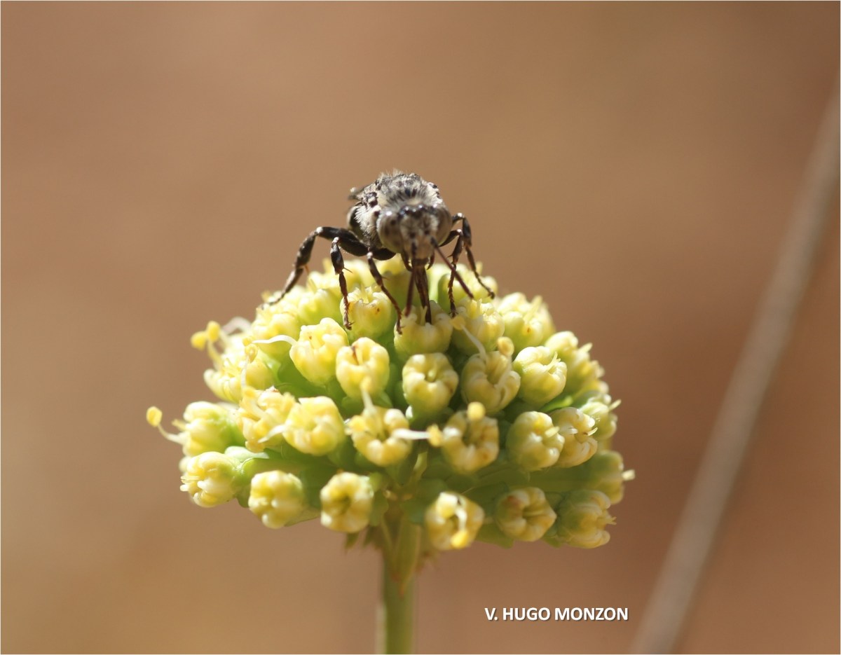 Abejas asombrosas: la urgencia de conservar a estos polinizadores | #MongabayExplica