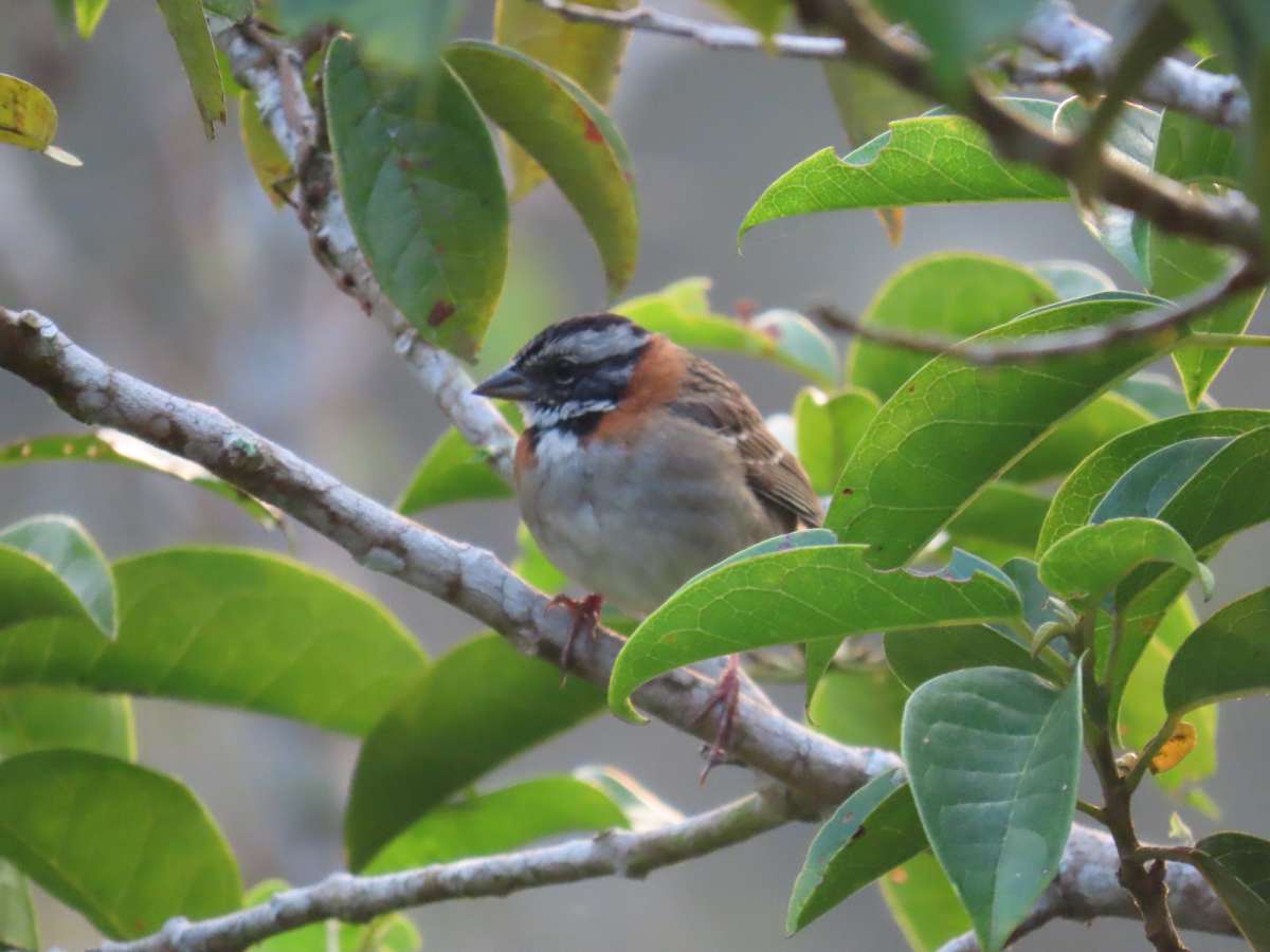 Alto Calima: la nueva área protegida para las aves de Colombia