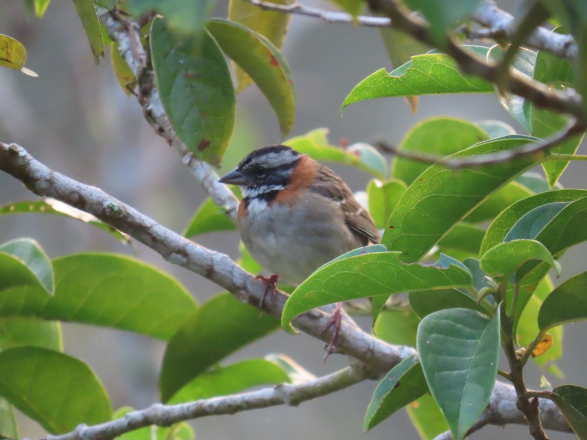 Alto Calima: la nueva área protegida para las aves de Colombia