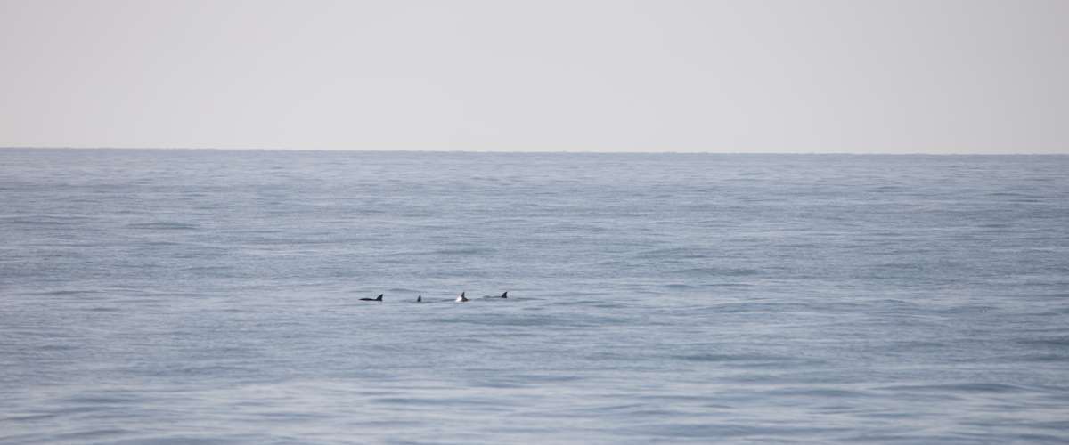 México: los números de vaquitas marinas se mantienen estables aunque críticos, según el último censo realizado