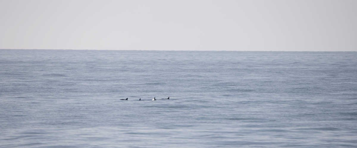 México: los números de vaquitas marinas se mantienen estables aunque críticos, según el último censo realizado