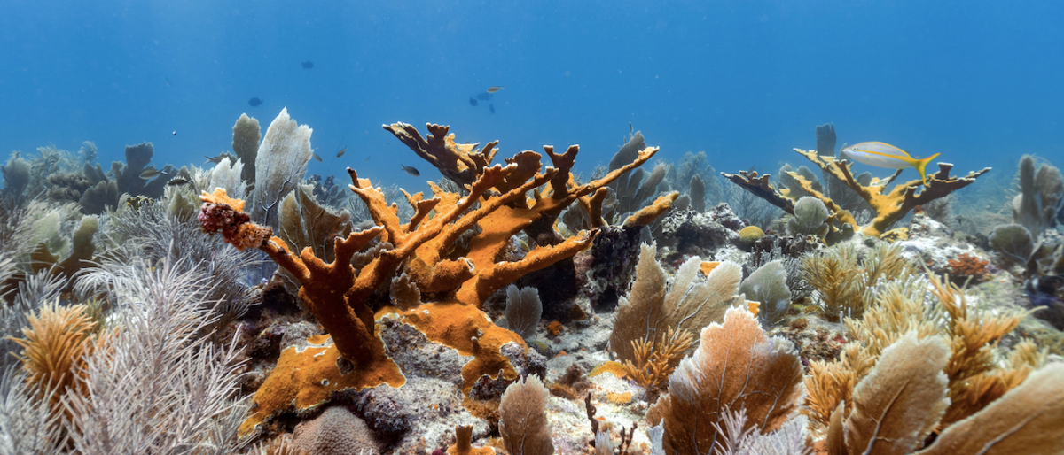 Científicos descubren monumentales arrecifes de coral en el Golfo de México