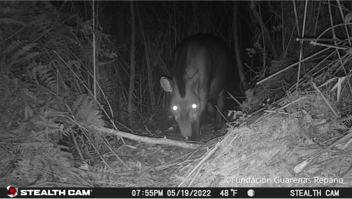 Dantas, periquitos aliamarillos y cocodrilos de las Américas: tres especies que están escapando de la extinción | Coyuntura ambiental