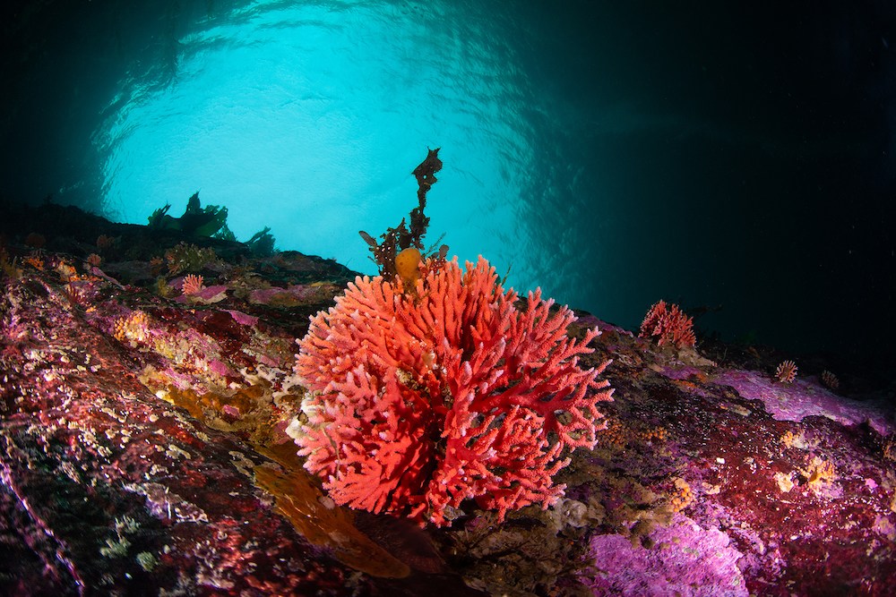 Descubren en Chile el bosque de hidrocorales rojos más austral y somero del mundo | ESTUDIO