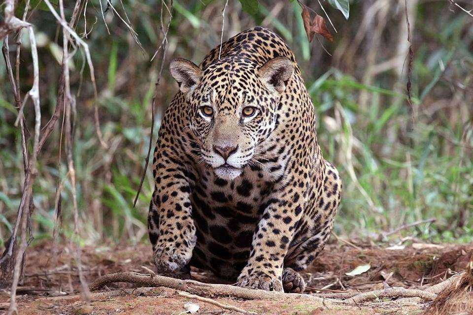 Colombia necesita 960 corredores para conectar áreas de conservación y recuperación de hábitat para el jaguar | ESTUDIO