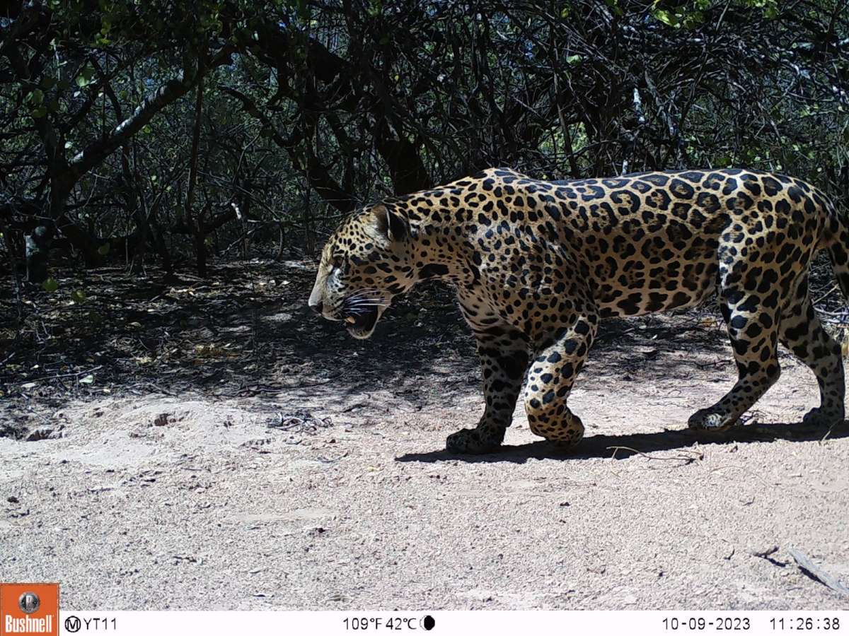 La cacería de uno de los últimos jaguares del Chaco argentino pone en jaque la supervivencia de la especie
