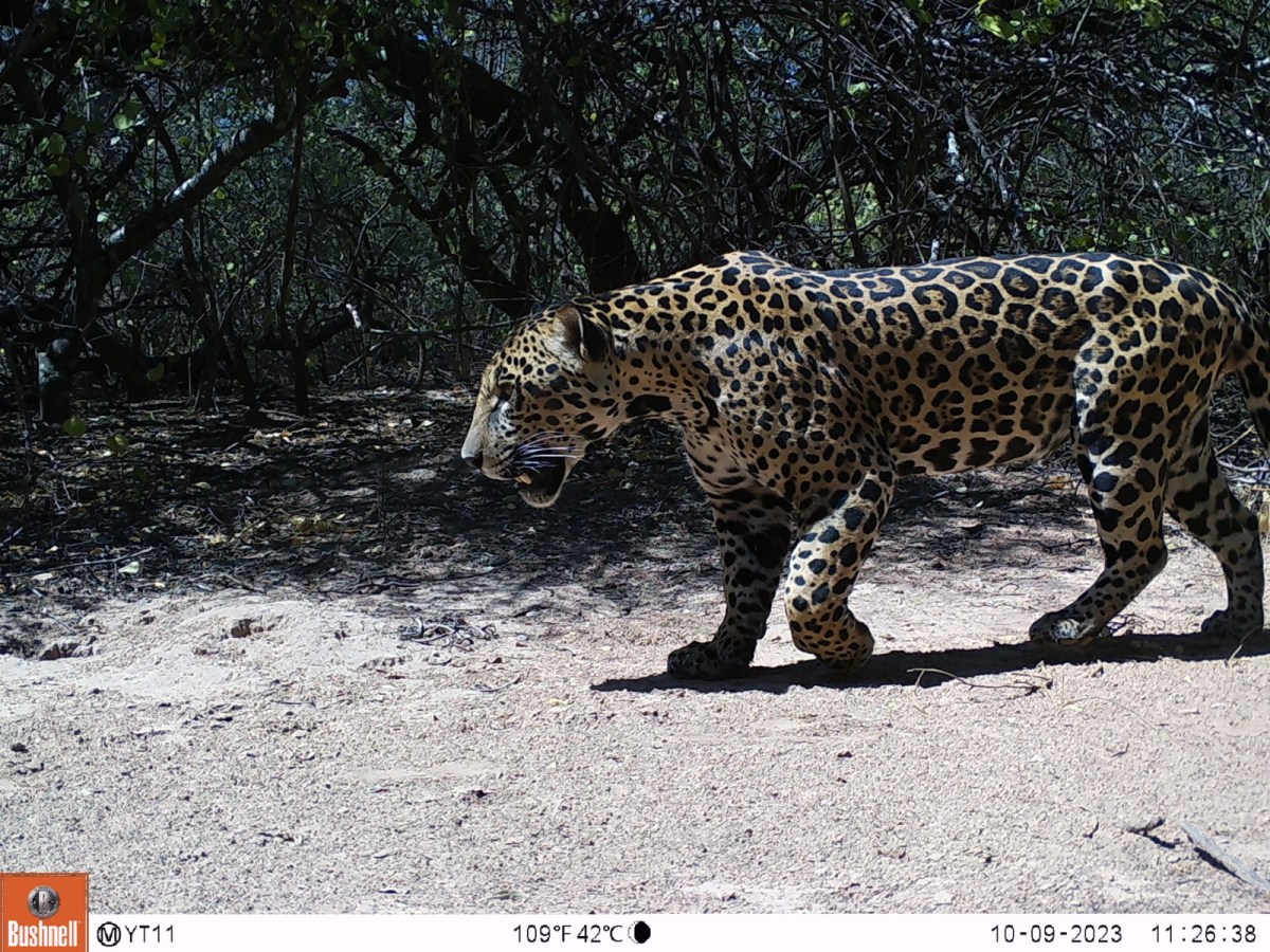 La cacería de uno de los últimos jaguares del Chaco argentino pone en jaque la supervivencia de la especie