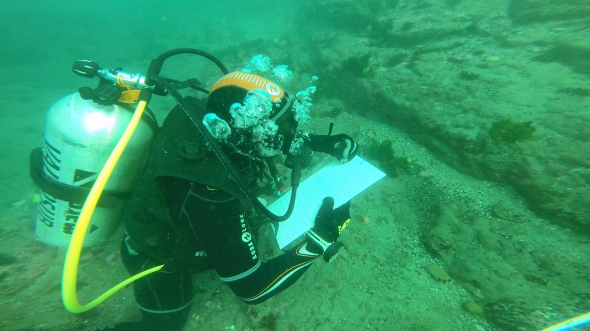 Pescadores y científicos se unen para repoblar con algas zonas altamente contaminadas en la costa de Chile
