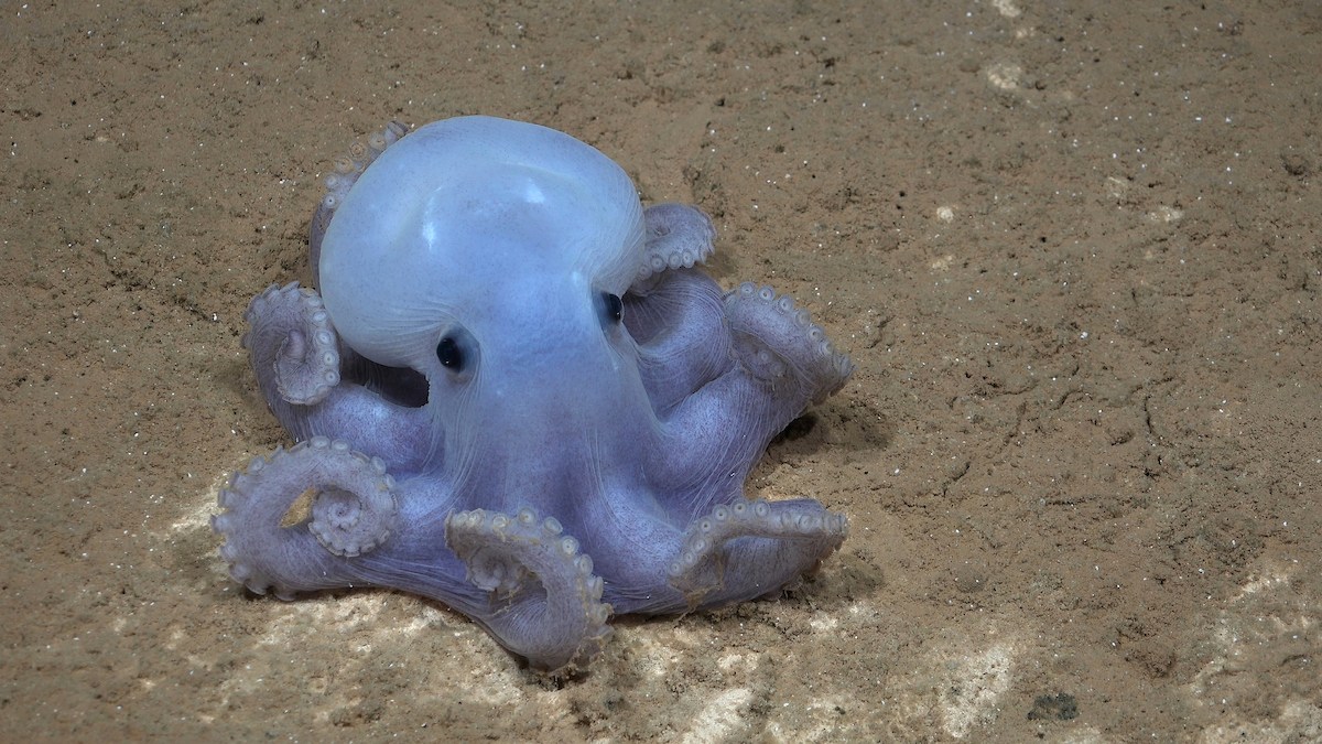 Descubren nueva montaña submarina y 20 posibles nuevas especies
