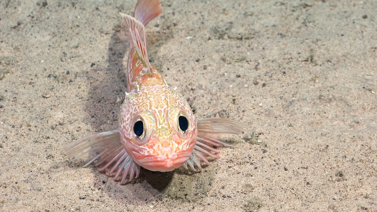 Maravillas del mar: tres descubrimientos que asombran a la ciencia | Coyuntura ambiental