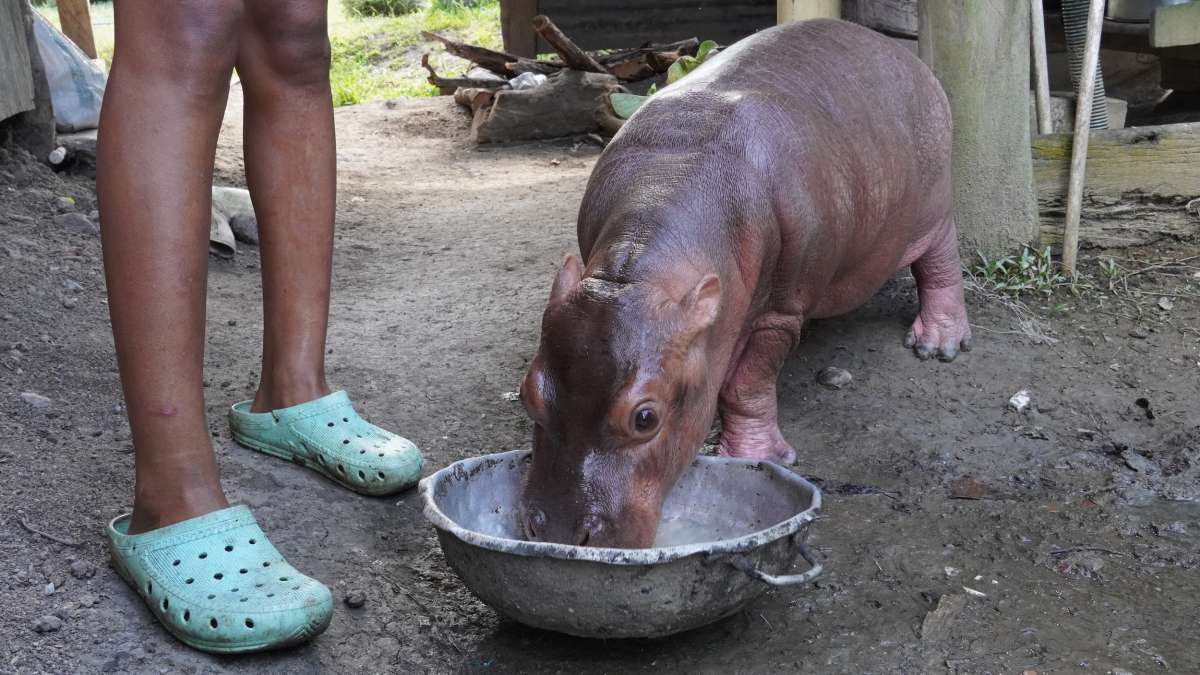 El manejo de especies invasoras sigue siendo un reto en la lucha contra la crisis de biodiversidad