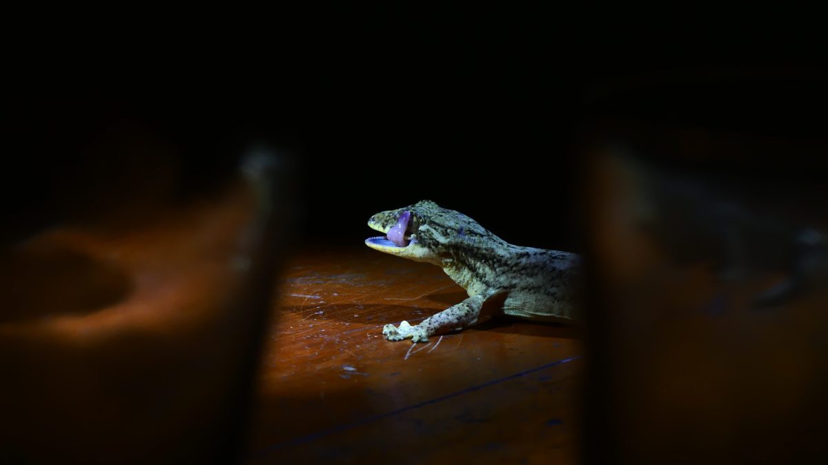#EnCorto: Tres claves para entender cómo 204 especies exóticas e invasoras impactan áreas protegidas en la Amazonía ecuatoriana