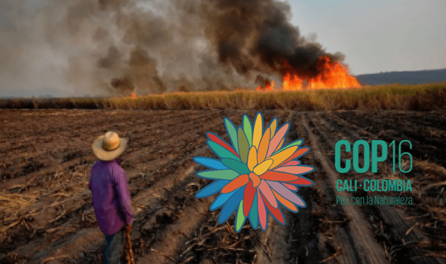 LA COP 16 EN CALI: ¿COSMÉTICA DEL ECOCIDIO O CUMBRE PARA LA BIODIVERSIDAD GLOBAL Y VITAL?