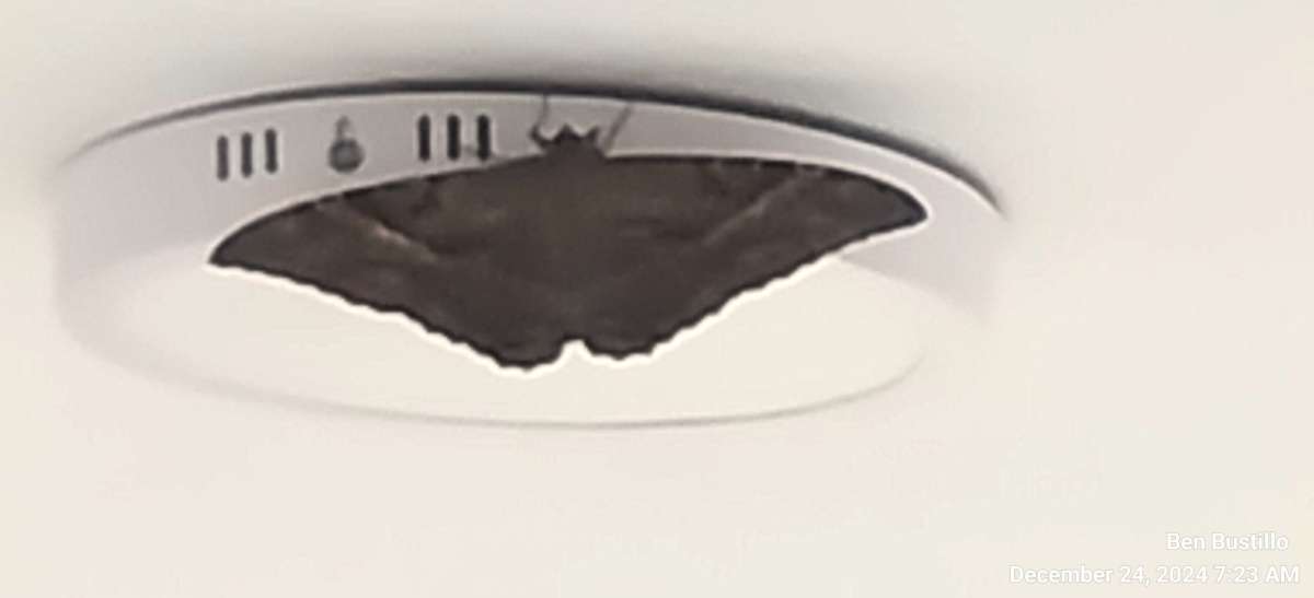 Mariposas negras, ¿qué significan? ¿Misticismo solamente en lo referente a Dios? Y qué, ¿del diablo?