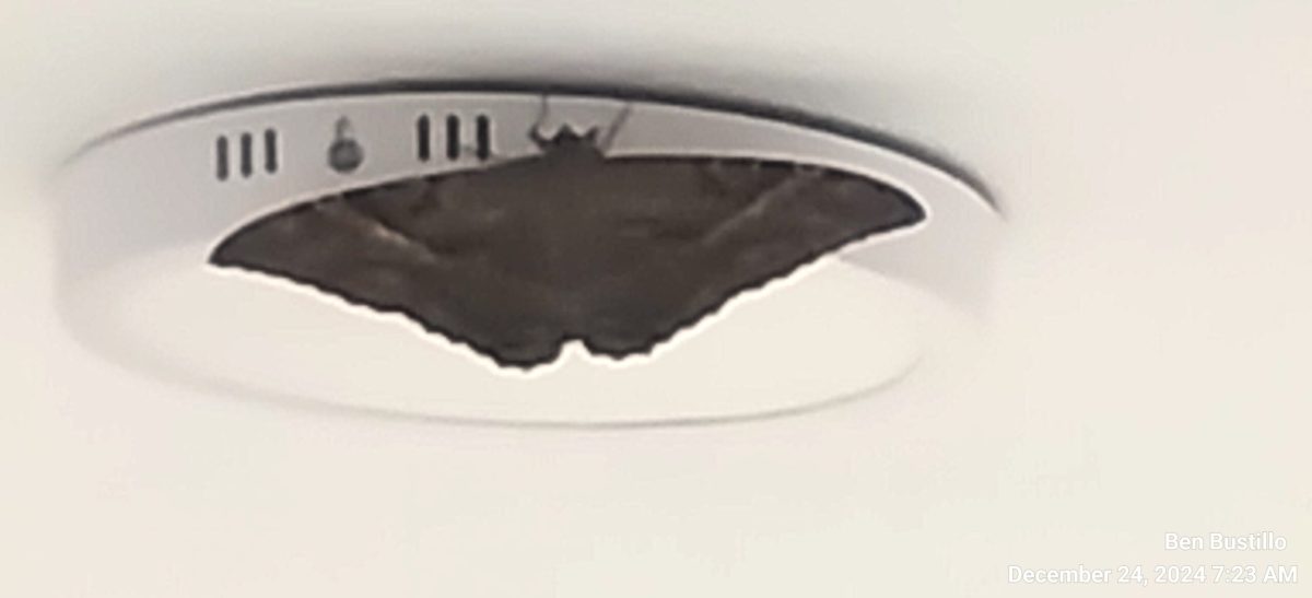 Mariposas negras, ¿qué significan? ¿Misticismo solamente en lo referente a Dios? Y qué, ¿del diablo?