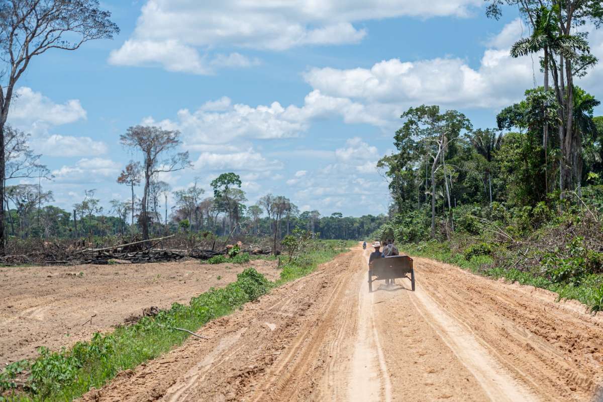 Menonitas en Perú: deforestación continúa sin freno ni permisos pese a orden de paralización fiscal