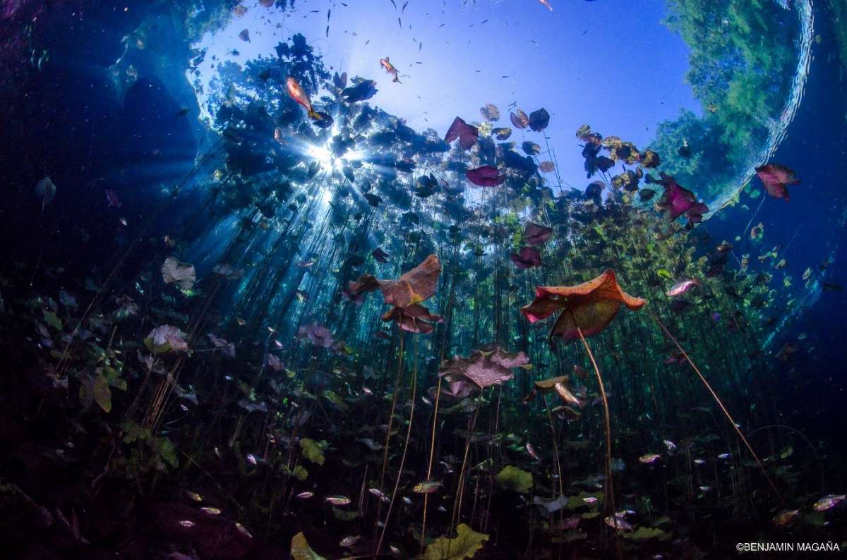 Balance ambiental de México en 2024: el fin del sexenio que relegó la protección de los bienes naturales