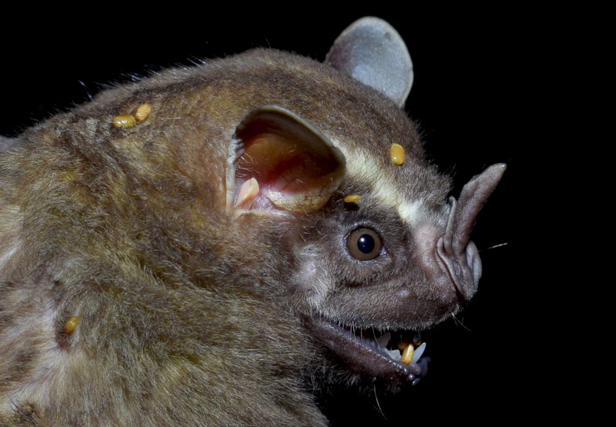 Los superhéroes nocturnos de la Chiquitanía: murciélagos ayudan en la regeneración del bosque quemado