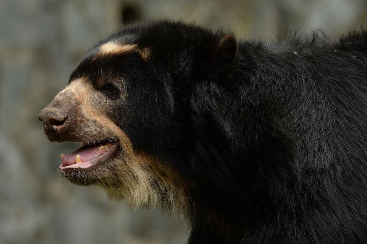 Oso de anteojos: campesinos se unen a científicos para proteger la especie