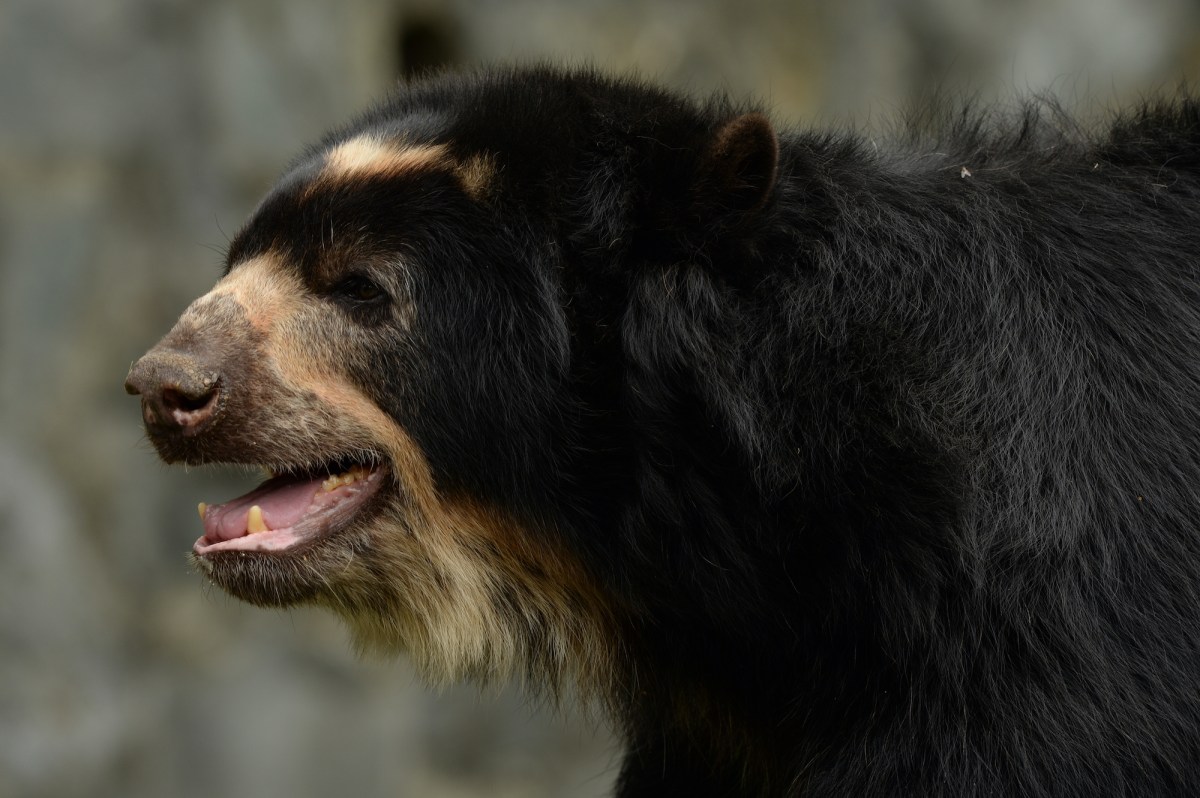 Oso de anteojos: campesinos se unen a científicos para proteger la especie