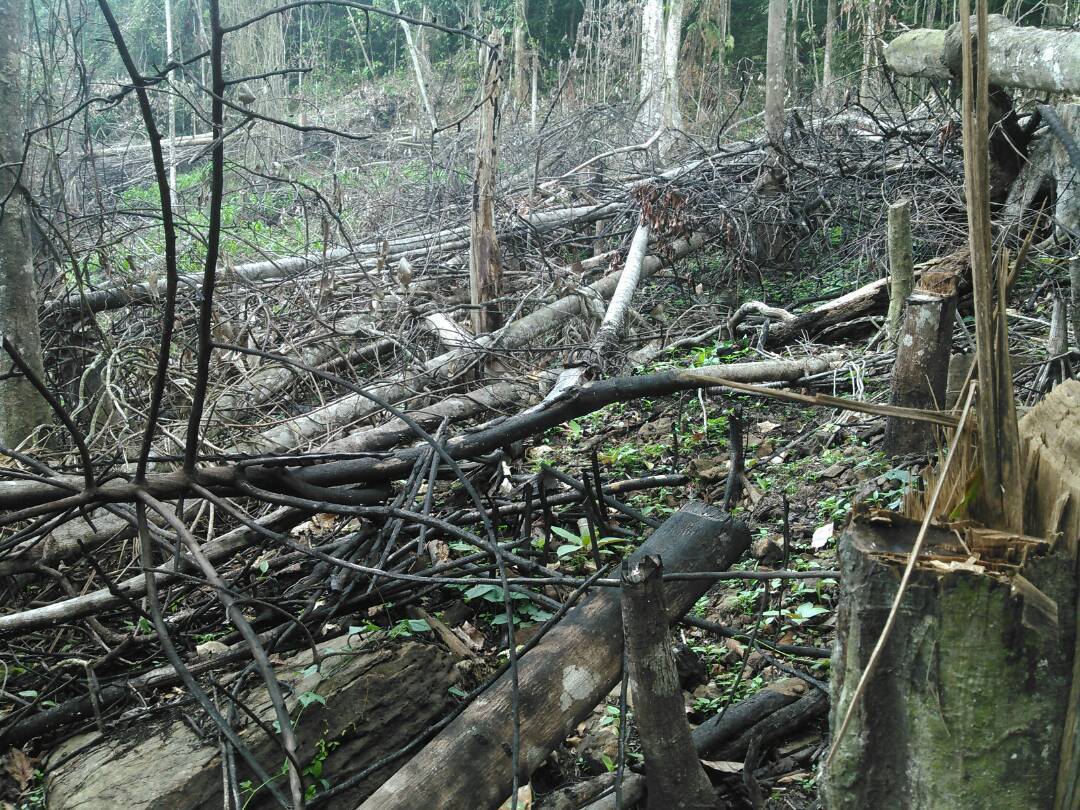 Venezuela perdió más de 4 millones de hectáreas de sus ecosistemas naturales en casi cuatro décadas | ESTUDIO