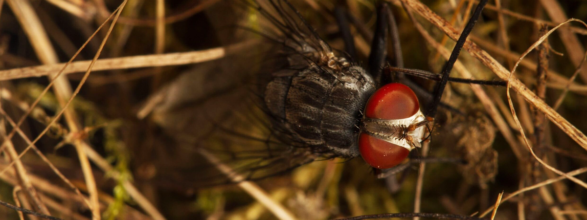 El ataque de la mosca vampiro: una carrera contra el tiempo para salvar a los pinzones de Darwin en Galápagos