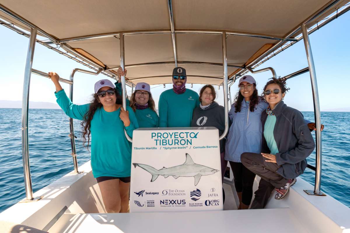 Proyecto Tiburón: una alianza entre científicas y pescadores busca salvar a estas especies en el Golfo de California