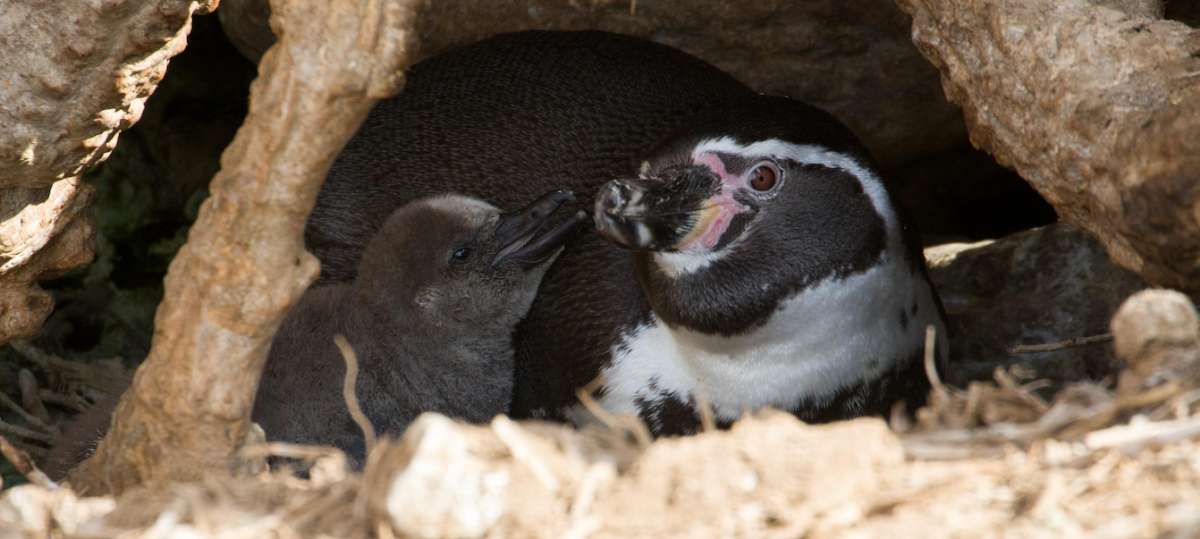 Día Mundial de los Pingüinos: la batalla por conservar a estas extraordinarias aves en Chile, Argentina y Perú
