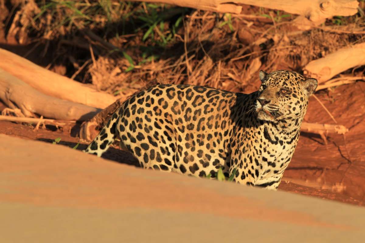 Áreas protegidas y territorios indígenas: el refugio clave para los jaguares en la Amazonía