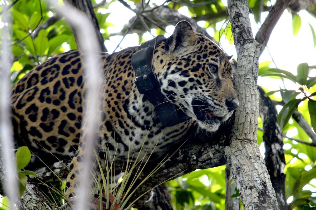 Tras el rastro del jaguar: excazadores y científicos se unen para obtener una radiografía del amenazado felino en México