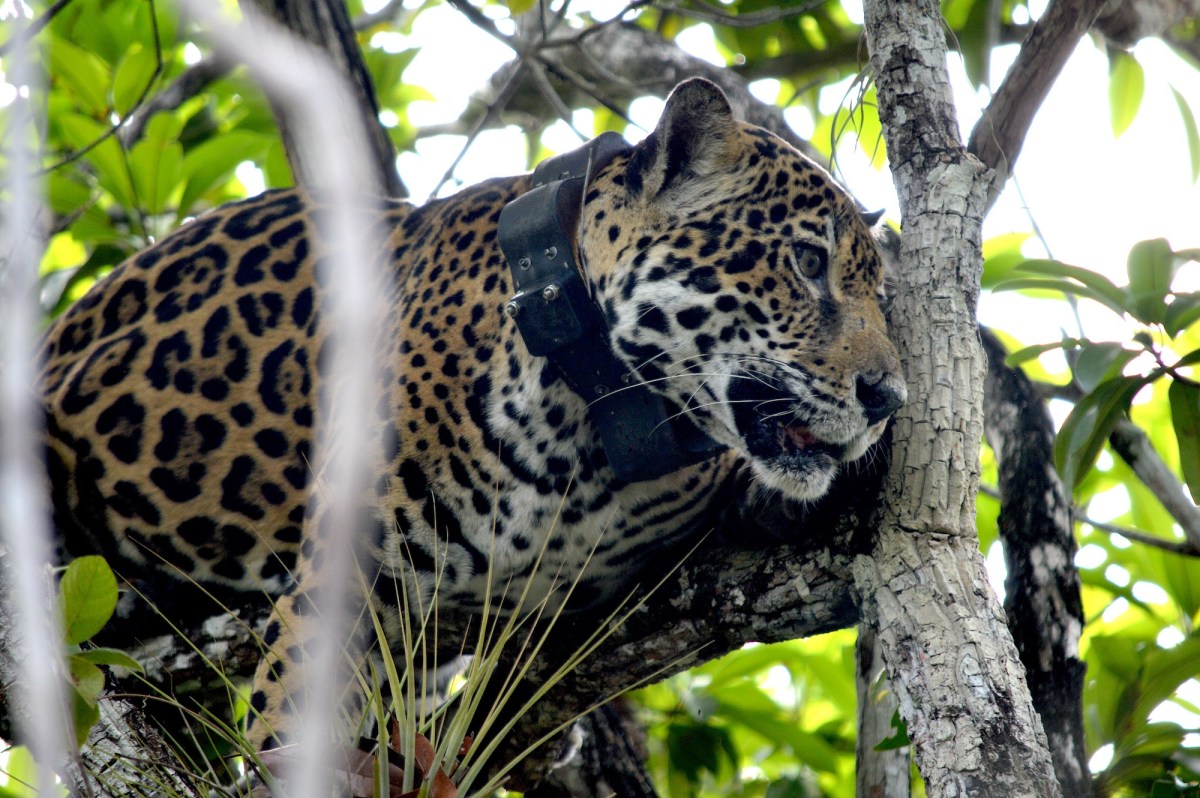 Tras el rastro del jaguar: excazadores y científicos se unen para obtener una radiografía del amenazado felino en México