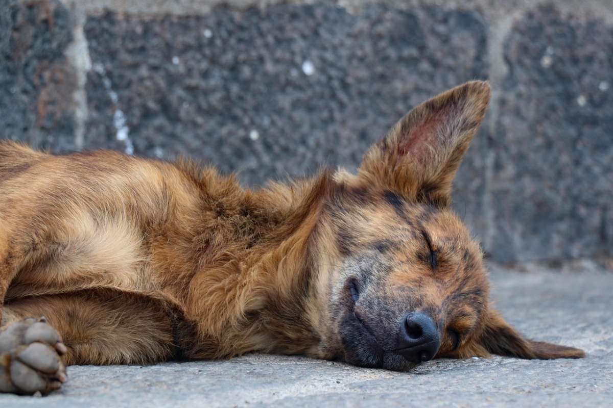 “Durante siglos, los animales fueron considerados seres sin historia”: Arnaud Exbalin