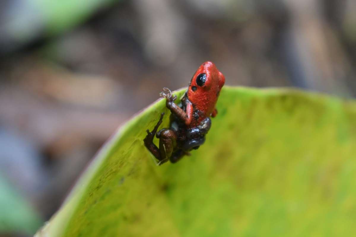 De tierras ganaderas a santuario de biodiversidad: proyecto en Santander revive bosque andino en Colombia