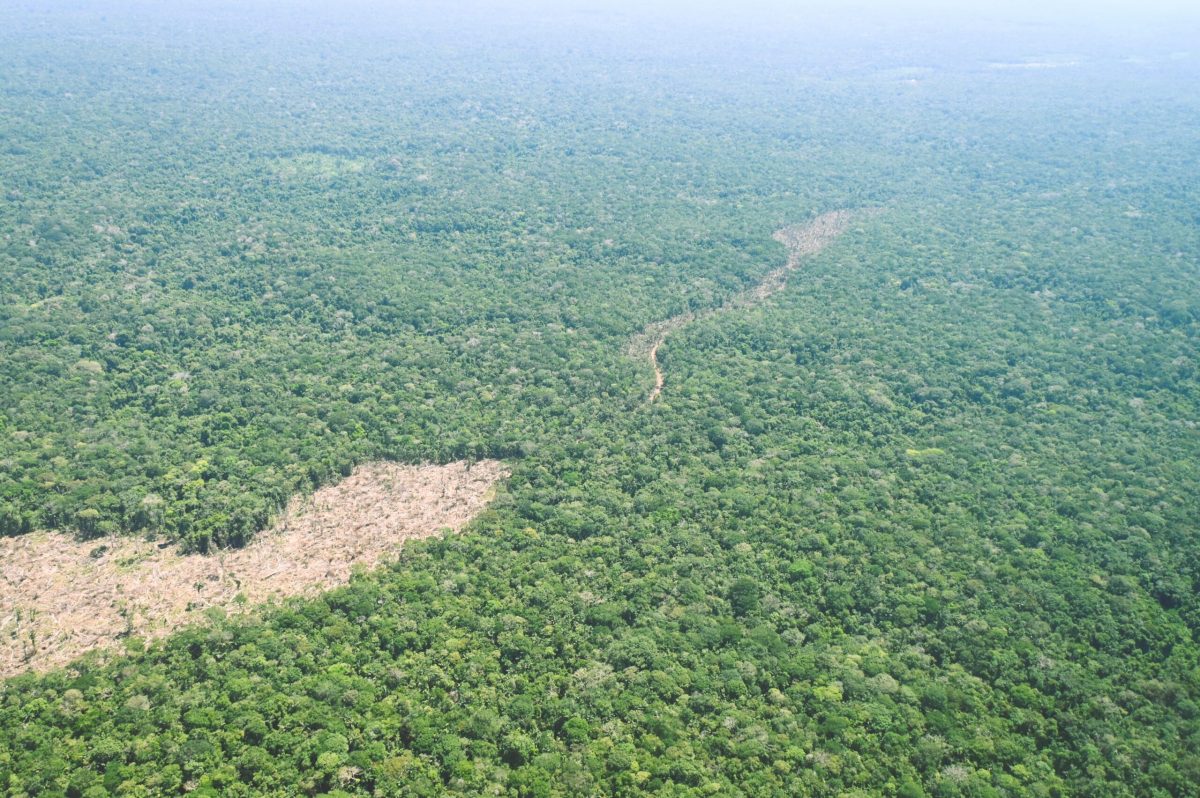 La deforestación y las vías ilegales avanzan sin tregua en el Chiribiquete, el área natural más grande de Colombia