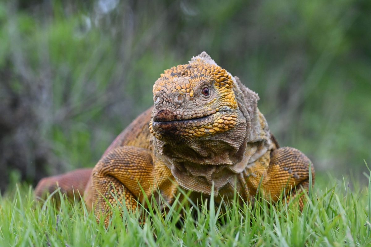 Tráfico de iguanas de Galápagos: Ecuador nunca permitió la exportación pero están en Europa, África y Asia