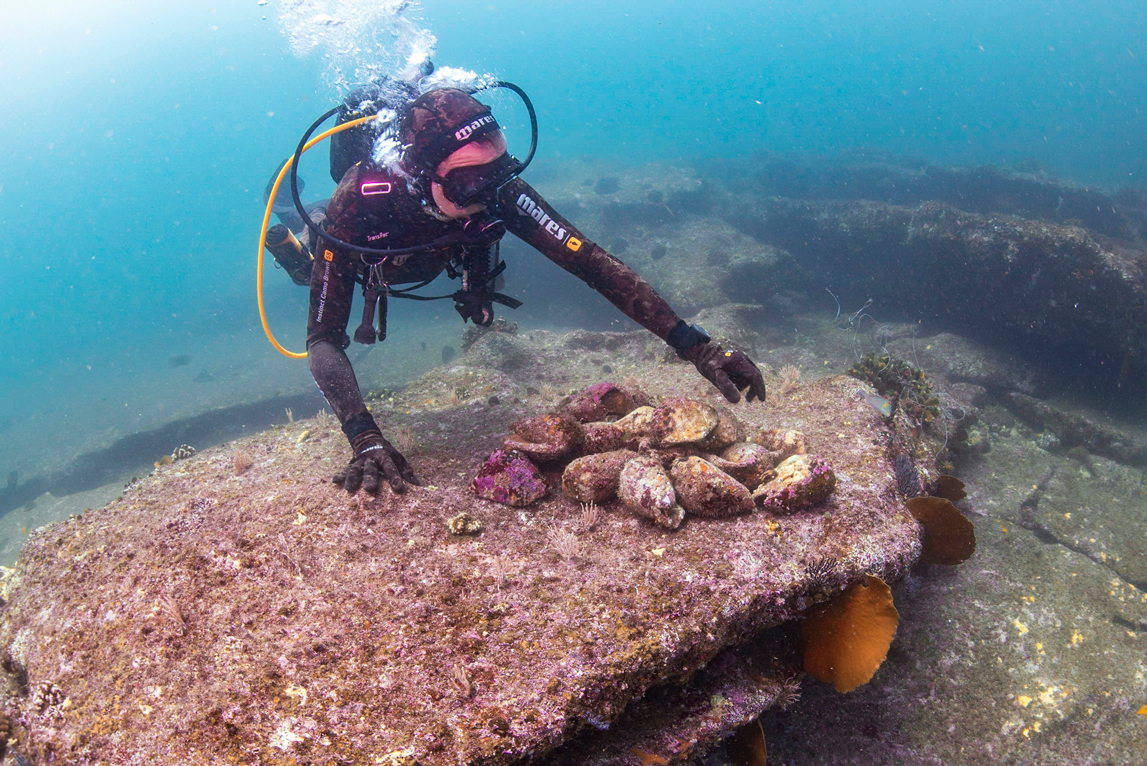 México: pesca ilegal en la Reserva de la Biosfera Islas Marías amenaza tiburones y otras especies protegidas