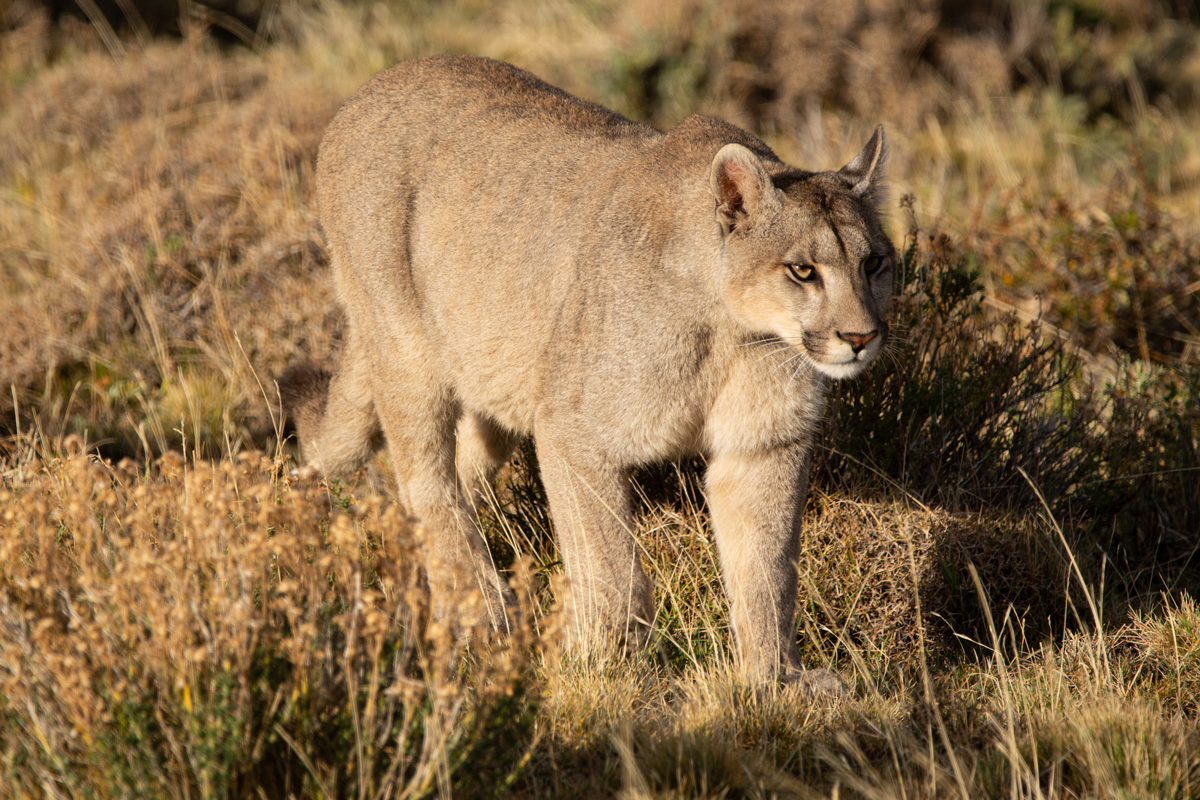 El Triángulo del Puma: la iniciativa de la sociedad civil para proteger la biodiversidad de la Orinoquía en Colombia
